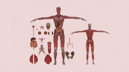 Human body 3ds max vray model 0006