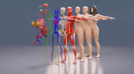 Human organs 3ds max vray model 0019