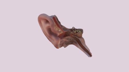 Ear 3ds max vray model 0001