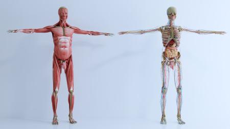 Human body 3ds max vray model 0013