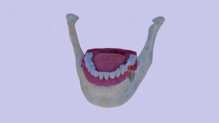 Teeth 3ds max vray model 0010