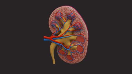 Kidney 3ds max vray model 0020