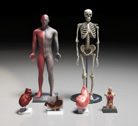 Human body 3ds max vray model 0009