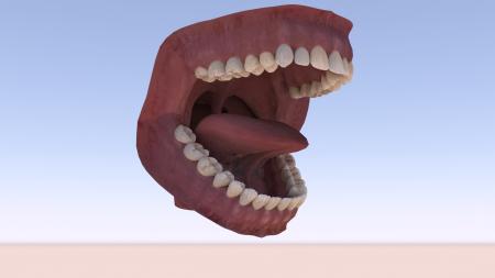 Teeth 3ds max vray model 0012