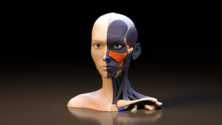 Human head 3ds max vray model 0015