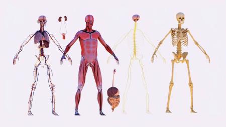 Human body 3ds max vray model 0005