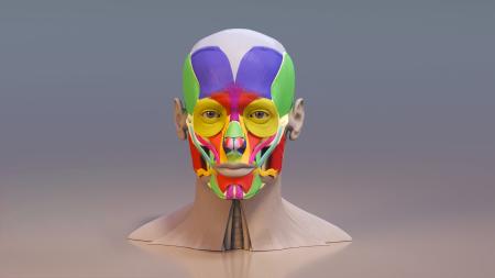 Head structure 3ds max vray model 0016