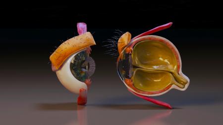 Eyes 3ds max vray model 0018